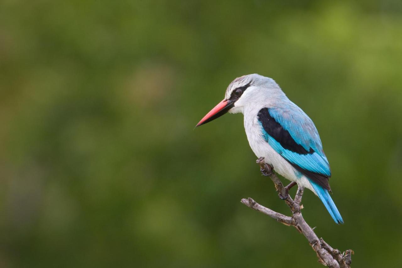 Twiga Travel Villa Hoedspruit Bagian luar foto